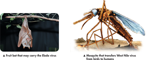 On the left, a photograph of a fruit bat. On the right, a photograph of a mosquito.