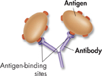 A picture depicting the structure of an antibody.
 The parts labeled in the picture are:
 Antigen,
 Antibody, and 
 Antigen-binding sites.