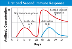 A graph indicating the first and second immune response.