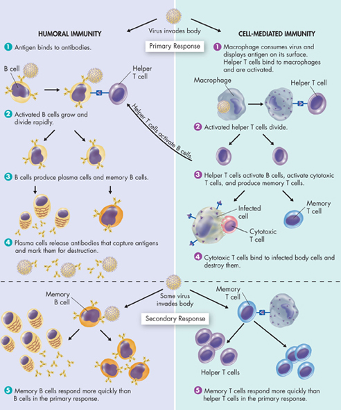 An illustration of humoral immunity on the left and cell-mediated immunity on the right.