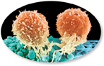 A photograph indicating T cells attached to a cancer cell.