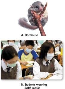 On the top, a photograph of a dormouse sitting on a twig. Below it, a photograph of students wearing masks.