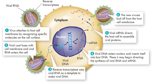 A picture explaining the replication of HIV inside a host cell.