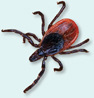 A photograph of a tick.