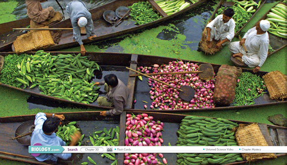 A photograph showing vegetable vendors displaying their produce at the floating vegetable market on Dal Lake in North India.
