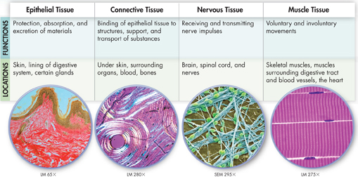 A table indicating four types of tissues with micrographs of the respective tissue at the end of the table.