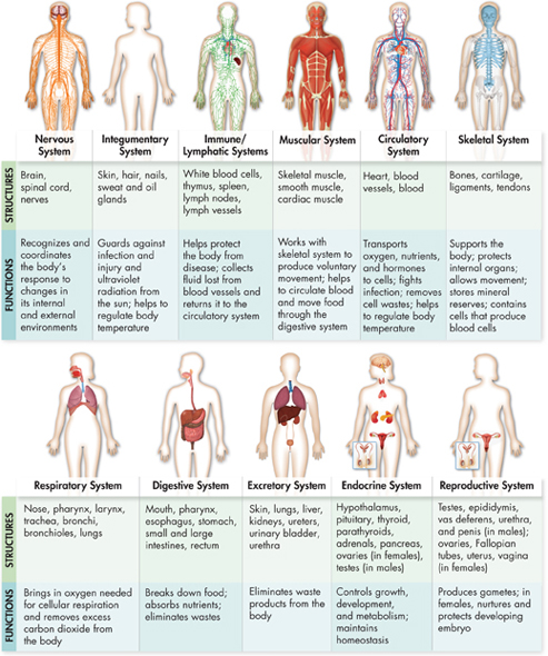 An inforgraphic indicates the eleven organ systems of the body. The names of the organ systems are indicated in the first row and structures and functions of the organ systems are listed in the second and thirds rows. The picture of each organ system is displayed on the top of the respective columns.