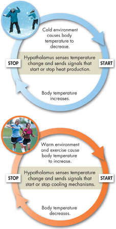 Two loop diagram depicting body temperature control mechanism.