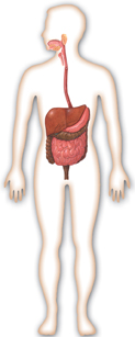 An diagram showing the digestive system in the human body.