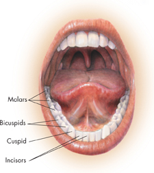 An illustration of open human mouth. The parts labeled in the illustration are: Molars, Bicuspids, Cuspid and Incisors.