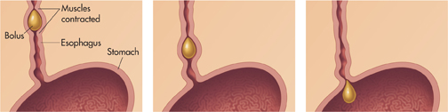 A series of pictures showing the movement of bolus into the stomach through the esophagus.