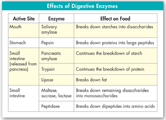 A table titled 'The effects of digestive enzymes'.