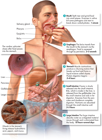 A pictorial depiction of the digestive system of the human body and how food is broken down into nutrients as it passes through various organs of the digestive system.