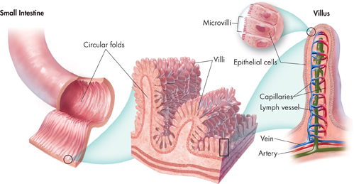 A pictorial depiction of 'Absorption in the small intestine'.