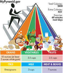 An illustration showing the classification of food into six categories.