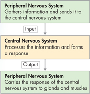 A flow diagram indicating information flow in nervous system.