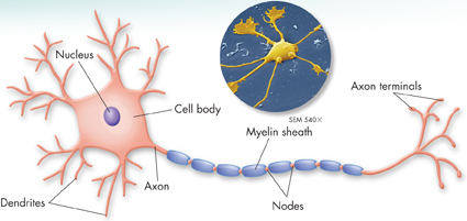 A diagram of a neuron. Above it, a micrograph of neuron. The parts labeled in the diagram are:
 1. Nucleus
 2. Cell body
 3. Dendrites
 4. Axon
 5. Nodes
 6. Myelin sheath
 7. Axon terminals