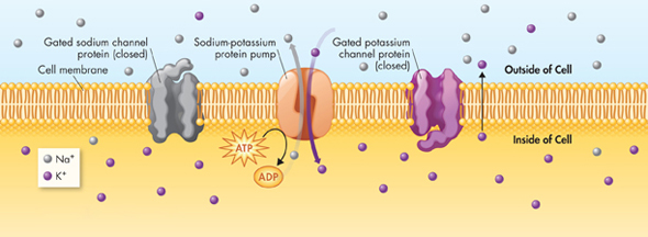 Illustration of a resting neuron showing the sodium-potassium pump in the neuron. 