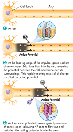 An illustration of a moving impulse.