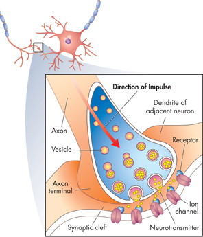 An diagram demonstrating a synapse.