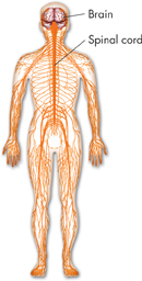The parts of the central nervous system in the human body labeled are: Brain and Spinal cord.