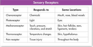 A table on sensory receptors and their location.