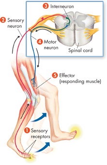 An illustration of reflex arc.