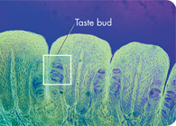 A micrograph of taste buds in the tongue. 