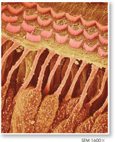 A micrograph of hair cells in inner ear.