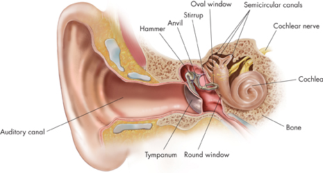 A diagram indicating the structure of the ear. The parts labeled in the diagram are:
 1. Auditory canal
 2. Hammer
 3. Anvil
 4. Stirrup
 5. Oval window
 6. Semicircular canals
 7. Cochlear nerve
 8. Cochlea
 9. Bone
 10. Round window
 11. Tympanum
