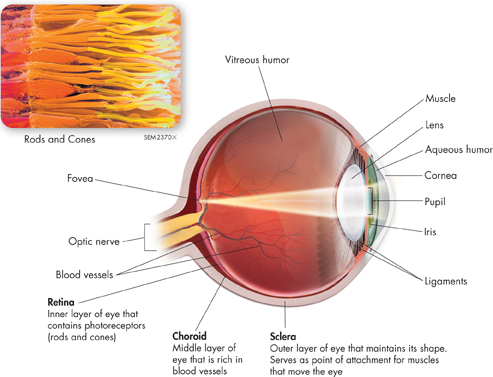 A diagram of the anatomy of the eye. A micrograph of rods and cones is seen on the top left.