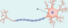 A diagram of a neuron.