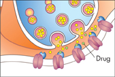 The diagram of a synapse. The presence of a drug is indicates in the diagram.