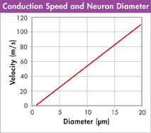 A line graph indicating the relationship between conduction speed and neuron diameter.