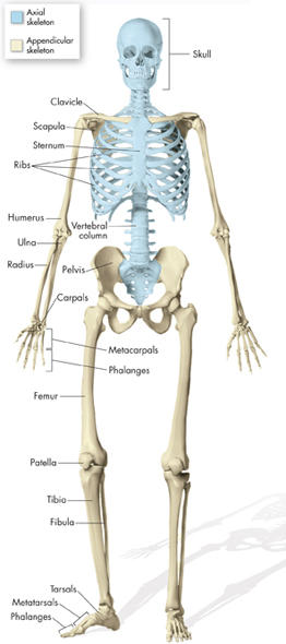 A model of a human skeleton with the different bones labeled.