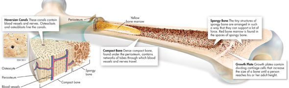 The picture of a long bone, with a section removed to show the internal structure.