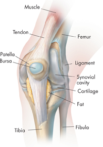 A picture of the knee showing the bones, muscles, ligaments and cartilages at the knee joint.