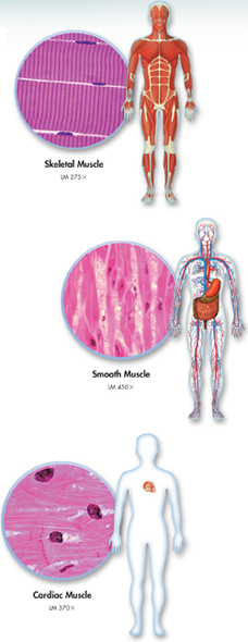 Three diagrams showing the location of skeletal, smooth and cardiac muscles in the human body, along with the anatomical structure of the muscles.
