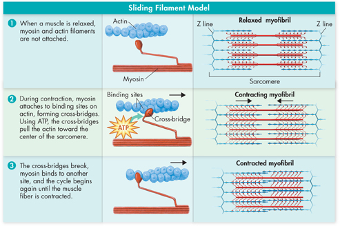 An illustration depicting the sliding-filament model of muscle contraction.