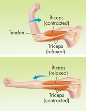 Two diagrams indicating the muscles of the upper arms.
