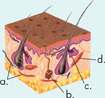 A diagram of skin structure labeled a, b, c and d.