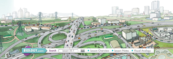 A drawing of a city's road system showing freeways, main roads and by lanes.