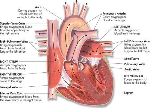 A diagram of a cross-section of a heart.