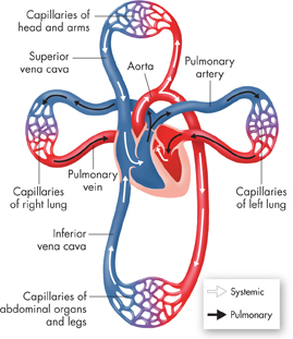 A diagram showing the circulatory pathways.