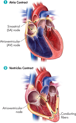 Two pictures demonstrating the process of atrial and ventricular contraction of the heart.