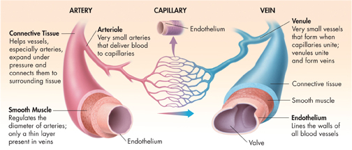 A diagram showing the structure of artery connected to capillary and vein.