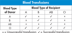 A table showing the blood types that can safely be transfused from donor to recipient.