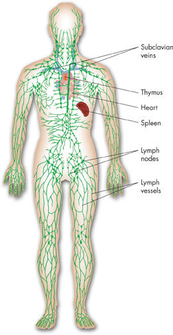 A labeled diagram illustrating the lymphatic system in the body.