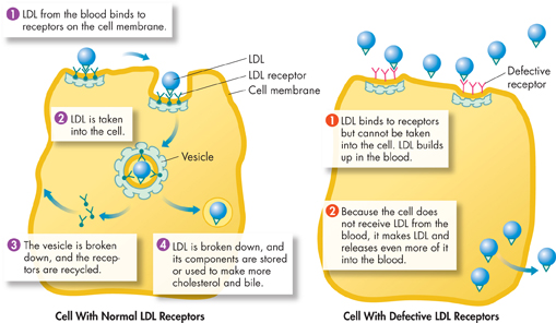 Diagrams demonstrating cell with normal low density lipoprotein receptors and cell with defective low density lipoprotein receptors.