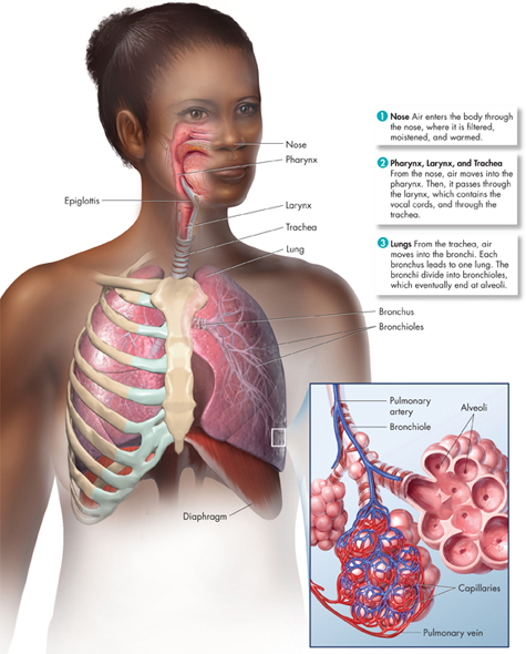 A diagram of the respiratory system.